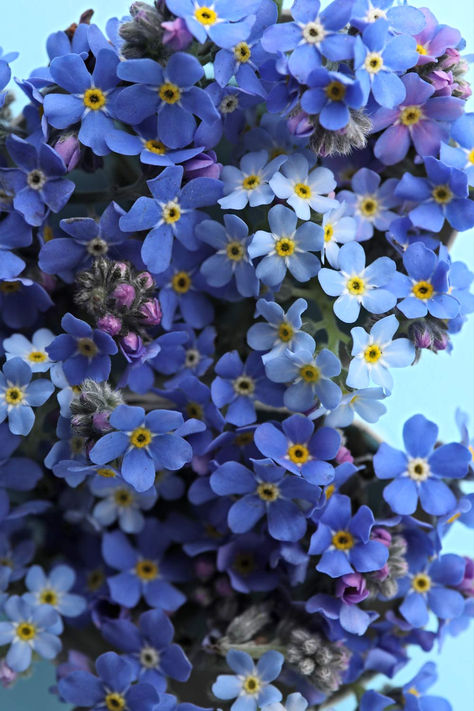 Discover the fascinating meanings and symbolism of the blue, white, and pink colored Forget-me-not flowers (Myosotis). Shade Wildflowers, Helena Aesthetic, Mint Plant Care, Biology Animals, Teapot Flowers, Mint House, Forget Me Nots Flowers, Mint Plant, Forget Me Not Blue