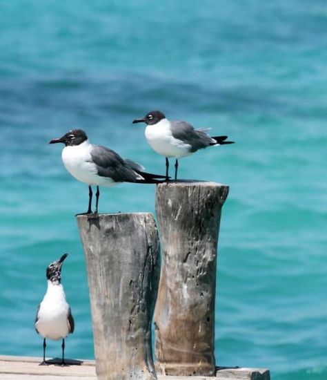 . Regnul Animal, Animals Tattoo, Coastal Birds, Water Birds, Image Nature, Caribbean Vacations, Shorebirds, Ocean Water, Sea Birds