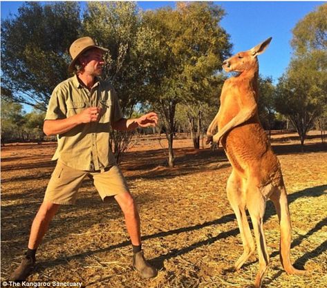 'His daily exercise regime is sparring [kickboxing] his rivals and chasing his human 'Mum', me,' Brolga (left) told Daily Mail Australia Human With Animal, Human And Animal, Buff Kangaroo, Muscular Kangaroo, Male Kangaroo, Kangaroo Photo, Kangaroo Facts, Skippy The Bush Kangaroo, Red Kangaroo