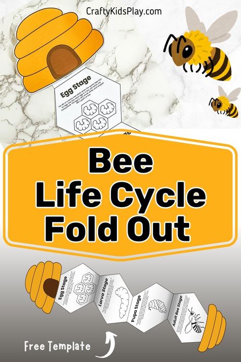 bee life cycle craft Life Cycle Of A Bee Craft, Honeybee Crafts For Kids, Life Cycle Activities 3rd Grade, Bee Life Cycle Craft, Bee Activities For Kids, Bee Lifecycle, Life Cycle Of A Bee, Bee Activity, Honey Bee Life Cycle