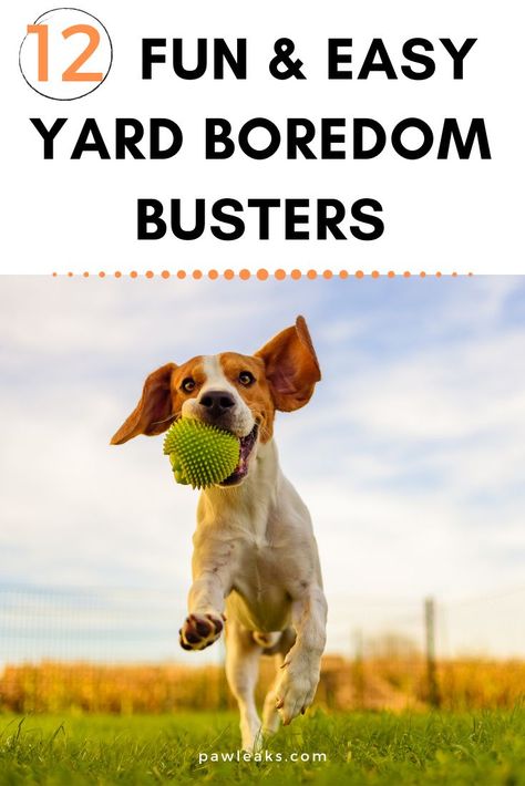 Dog Boredom Buster, Dog Boredom, Training Puppies, Dog Entertainment, Destructive Behavior, Brain Games For Dogs, Dog At Home, Dog Education, Clever Dog