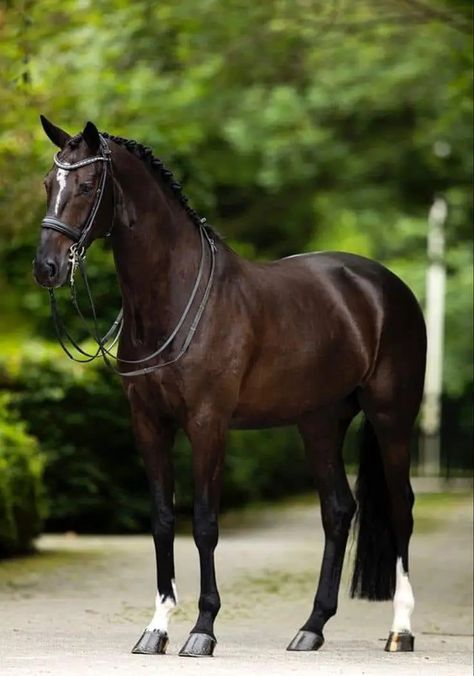 Black Bay Horse, Black Thoroughbred Horse, Bay Horses, Dutch Warmblood, Horse Coat Colors, Warmblood Horses, Pony Breeds, Horse Facts, Horse Coats