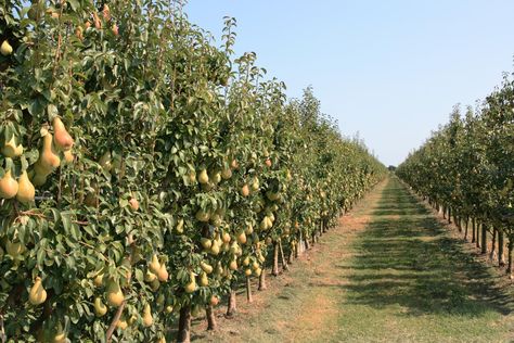 Pear Orchard Fig Plant, Field Wallpaper, Garden On A Hill, Pear Trees, Castle In The Sky, Pear Tree, Fantasy House, Tree Care, Animal Sanctuary