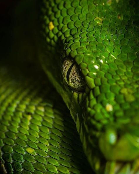 Hisssss…..🐍✨ . . . #shapeshifter #livelouder #shapeshifter #1716 #python #panthera #888 Emerald Tree Boa, Snake Photos, Viper Snake, Snake Wallpaper, Beautiful Snakes, Green Snake, Animal Nature, Art Gallery Wallpaper, Aesthetic Eyes