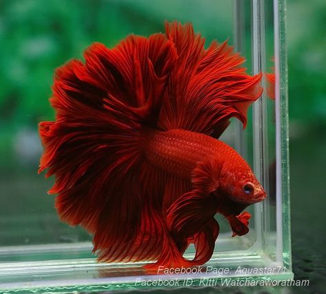 DSC04220 | Kitti Aquastar71 | Flickr Rose Tail Betta Fish, Betta Fish Types, Betta Aquarium, Pretty Fish, Beta Fish, Cool Fish, Beautiful Sea Creatures, Pet Fish, Exotic Fish