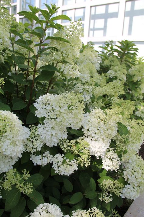 Plant of the week: Bobo panicle hydrangea Bobo Hydrangea Companion Plants, Bobo Hydrangea Landscaping, Hydrangea Bobo, Bobo Hydrangeas, Bobo Hydrangea, Grandma Garden, Border Garden, Yard Landscape Ideas, Panicle Hydrangea