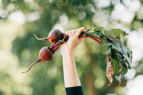 The Health Benefits of Beets and 5 Delicious Beet Recipes | 2020 Family Blog by Mommy Blogger Amber Faust Spanish Nicknames, Winter Root Vegetables, Red Spinach, How To Become Vegan, Beet Recipes, Turnips, Nitric Oxide, Raw Vegetables, Green Vegetables