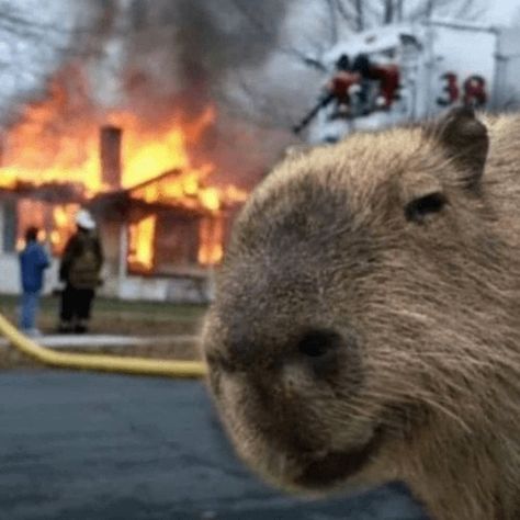 Baby Capybara, Silly Animals, Cute Animal Videos, Animal Jokes, Funny Animal Pictures, Animal Photo, Animal Memes, On Fire, Cute Funny Animals