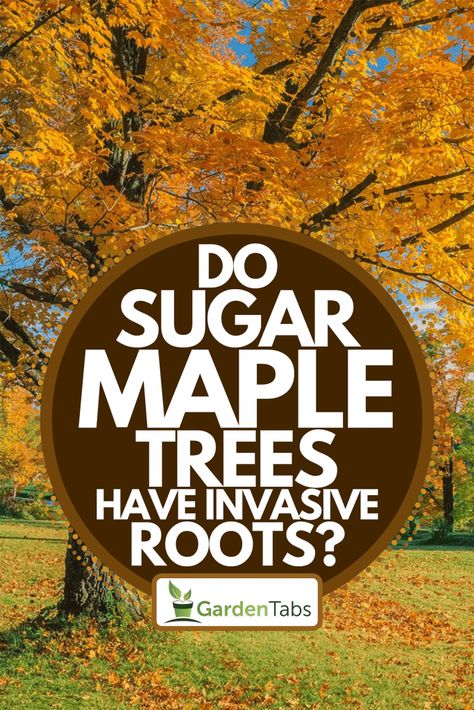 Trees With White Bark, Sugar Maple Tree, Maple Tree Landscape, Maple Tree Seeds, Pecan Tree, Maple Trees, Dream Yard, Sugar Maple, Tree Seeds