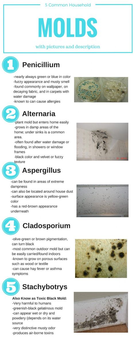 How to Identify 5 Common Types of Mold in Your Household Bathroom Mold, House Mold, Mold Exposure, Toxic Mold, Mold In Bathroom, Mold Remediation, Types Of Mold, Mold Remover, Restoration Services