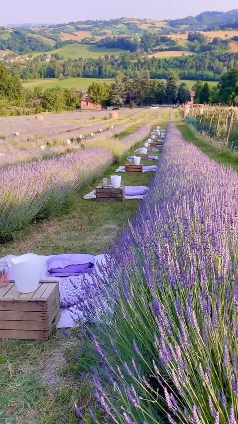 Italian Farm, Lavender Cottage, Growing Lavender, Scenic Travel, Lavender Garden, Italian Countryside, Lavender Field, Lavender Farm, Lovely Lavender