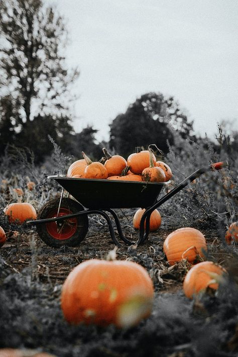 Frame Template Aesthetic, Pumpkin Patch Photography, Photo Frame Template, Pumpkin Photography, Halloween Pumpkin Patch, Pumpkin Wine, Neon Frame, Pumpkin Patch Photoshoot, Pumpkin Patch Pictures