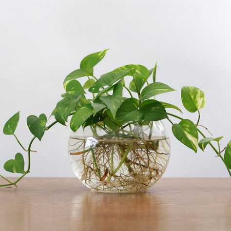 How To Propagate Pothos: A Simple Step-By-Step Guide Pathos Propagation Water, Pothos Cuttings In Water, Pothos Centerpieces, Pothos In Water Vase, Propagating Pothos, Propagate Pothos, Pothos In Water, Water Propagation, Plant Propagation