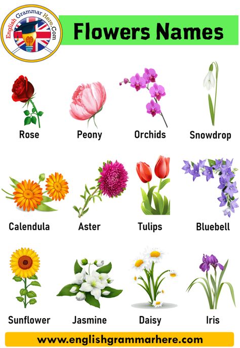 10 Flowers Name in English In this lesson, we will examine the topic of flower names in English. The world of flowering plants involves more than just short and long life. Hundreds of grapes, bushes and onions add beauty and color to the gardens. If you want to browse the world of flowers and learn the English names of flowers, read on! 1. Allium: Also known as a blooming onion, this plant grows from a bulbs or seed and produces purple spheres of purple flowers on long stalks. It grows in full Ornamental Plants With Names, Flowers Name In Hindi, Flowers Name In English, English Improvement, Names Of Flowers, Flowers Name List, Flowers Name, English Flowers, Garden Rock Border