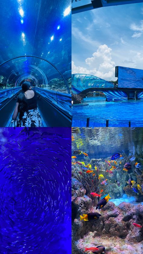 Sea World Pictures Ideas, Aquarium Story Insta, Seaworld Aesthetic, Manifest 2024, Vacay Pics, Tan Instagram, Seaworld San Diego, Couple Stuff, Beach At Night