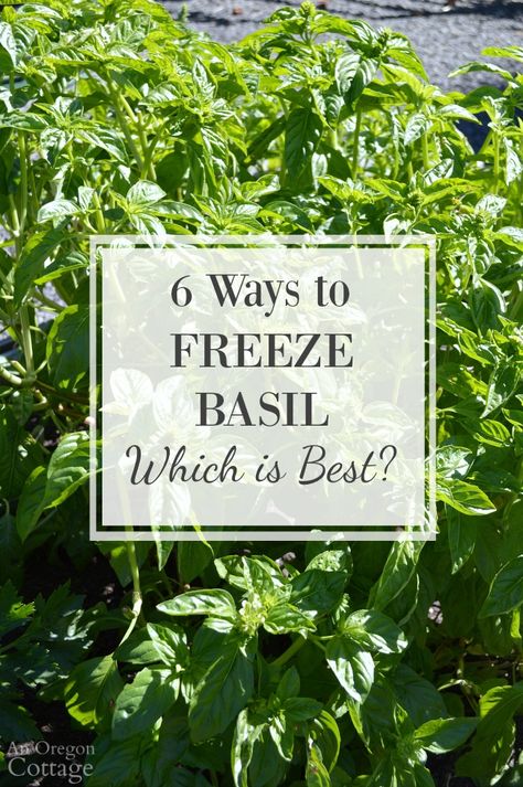 Preserve Fresh Basil, How To Freeze Basil, Preserving Basil, Freezing Fresh Herbs, Freezing Vegetables, Dried Basil Leaves, Freezing Herbs, Preserving Herbs, Basil Recipes