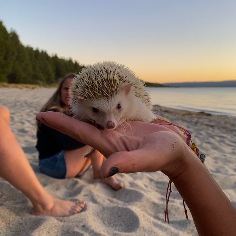 Summer 
Hedgehog 
Erizo 
Beach 
Sea 
Lake 
Sand
Aesthetic Aesthetic Hedgehog, Hedgehog Aesthetic, Widgets Pink, Beach Summer Aesthetic, Hedgehog Animal, Hedgehog House, Pets 3, Aesthetic Pinterest, Hedgehogs