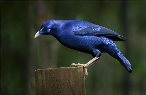 Blue Satin Bower Bird | Just a small crop from the right sid… | Flickr Satin Bowerbird, Bower Birds, Dominican Hair, Gamebirds, Bower Bird, Adorable Creatures, Charley Harper, Australian Birds, Blue Birds