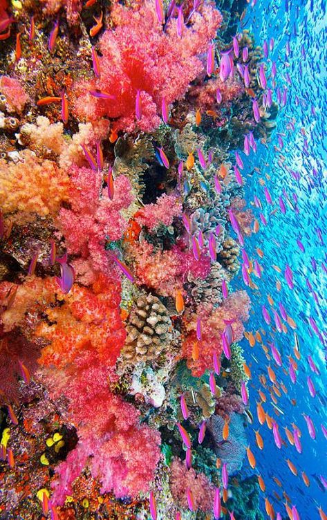 Coral Reef Photography, Life Under The Sea, Coral Art, Under The Ocean, Beautiful Sea Creatures, Neon Coral, Beautiful Fish, Foto Art, Ocean Creatures