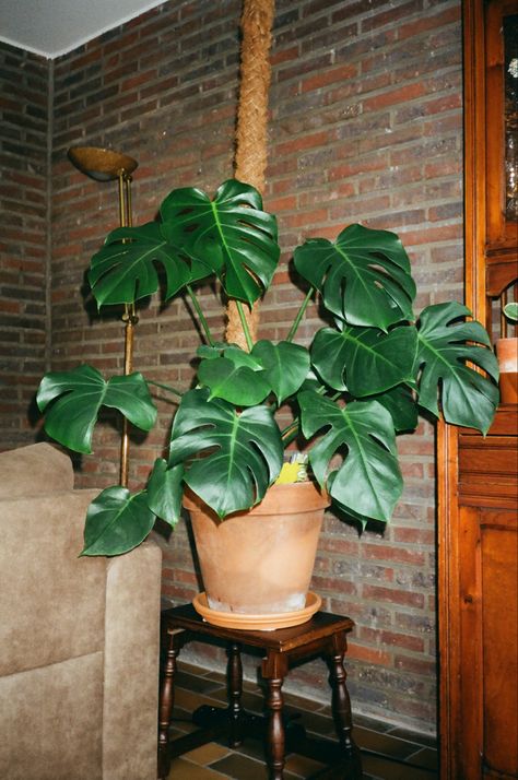 Monstera Deliciosa shot with analog film camera 🎞️ #monstera #monsteraplant #analogfilm #vintagestyle #filmphotography Monstera Aesthetic, Studio Workspace, Design Studio Workspace, Monstera Plant, Monstera Deliciosa, Life Inspiration, Film Camera, Film Photography, Art Direction