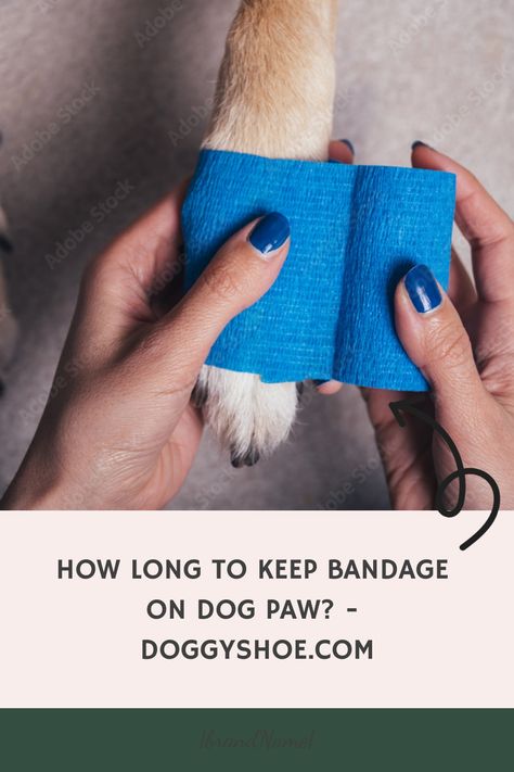 How Long To Keep Bandage On Dog Paw? A bandage on a dog’s paw should be kept on for no more than 24 hours. After that, it should be removed and the paw should be checked for any signs of infection. Elizabethan Collar, Dog Leg, Dog Shoes, Paw Pads, Dog Chews, Dog Paws, Dog Care, Pet Care, Best Dogs