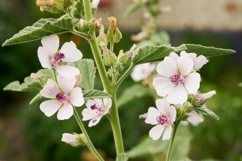 Marshmallow Herb, Althaea Officinalis, Mallow Flower, Missouri Botanical Garden, Plant Cuttings, Organic Seeds, Growing Seeds, Herb Seeds, Organic Plants