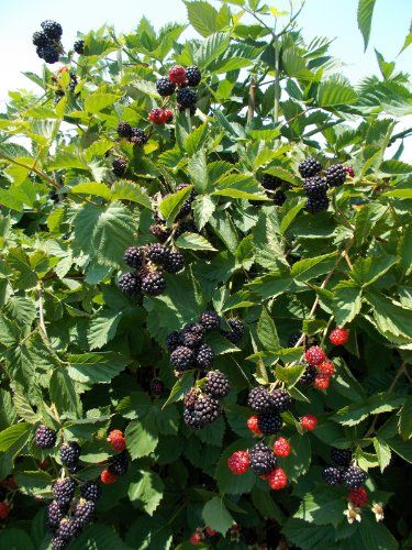 Blackberry Tree, Thornless Blackberries, Home Hydroponics, Blackberry Plants, Growing Blackberries, Gardening Gear, Growing Fruit, Triple Crown, Fruit Plants