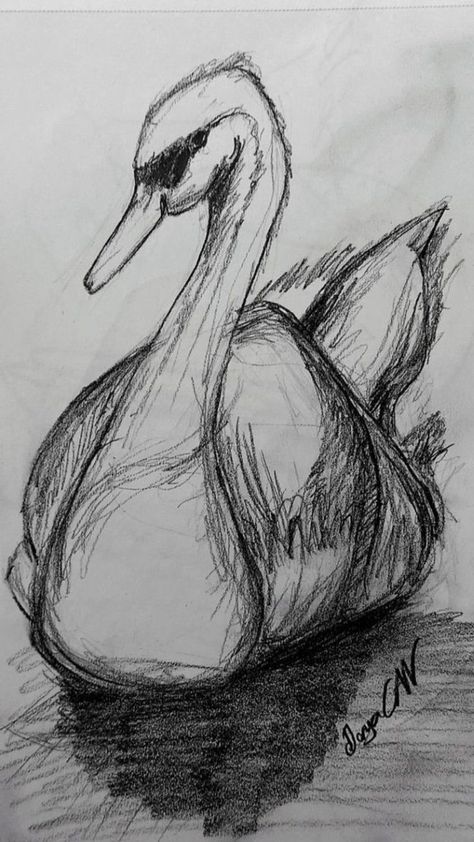 Drwng Ideas Easy Pencil, Good Sketches, Swan Sketch, Swan Drawing, Pencil Drawings Of Animals, Ocean Floor, My Obsession, Easy Drawings Sketches, Pencil Art Drawings