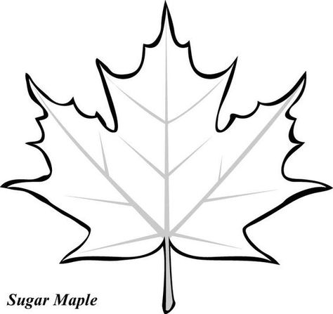 Maple leaves, Leaf template and Clip art England Clipart, Leaves Template Free Printable, Division Table, Maple Leaf Template, Canada Leaf, Fall Leaves Coloring Pages, Leaf Printable, Printable Leaves, Leaf Coloring Page