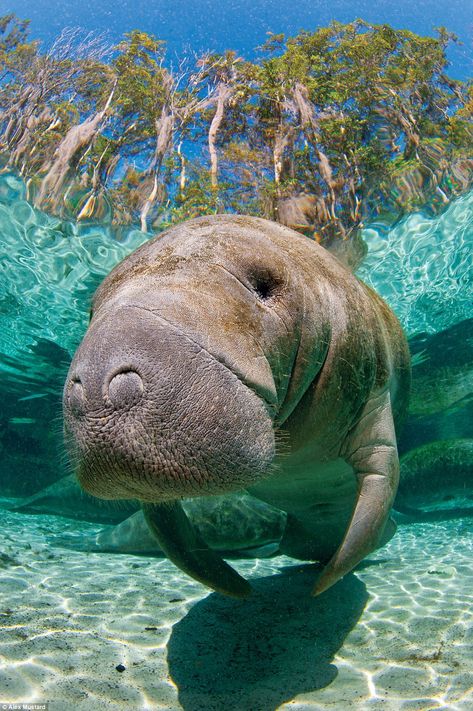 A adult Florida manatee (Trichechus manatus latirostrus) stays warm in a freshwater spring in winter in Three Sisters Spring, Crystal River, Florida Ocean Habitat, Fauna Marina, Head Portrait, Sea Cow, Manatees, Water Animals, Marine Mammals, Three Sisters, Ocean Creatures