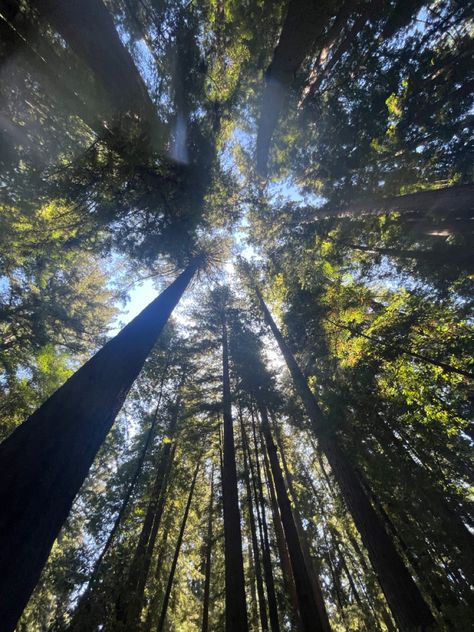 Santa cruz, alpine lake, cali, California, ca, banana slug, lake tahoe, high sierra mountains, beach, west coast, ucsc Uc Santa Cruz Aesthetic, Please Picture, Santa Cruz Redwoods, Summer In California, Uc Santa Cruz, Banana Slug, Sierra Mountains, Summer List, Winter Arc