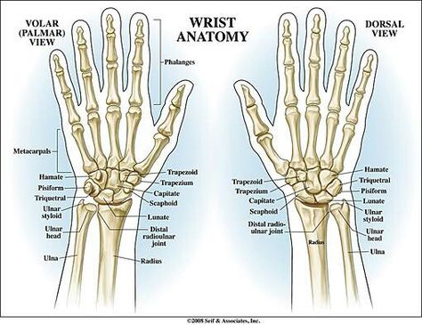 Wrist anatomy Hand Bone Anatomy, Wrist Anatomy, Strong Wrist, Human Hand Bones, Wrist Injuries, Yoga Articles, Anatomy Images, Air Yoga, Hand Anatomy