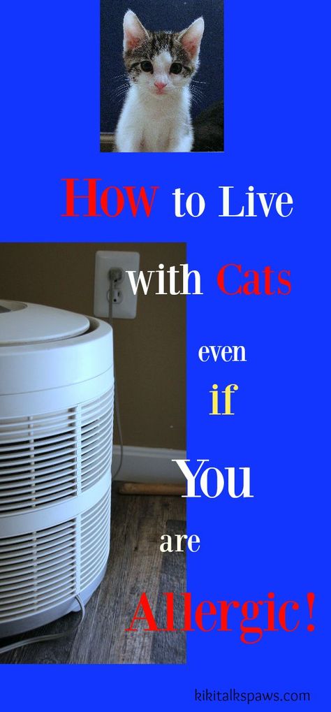 How to Live with Cats even if You are Allergic! Cat Allergy Remedies, Yorkie Puppy Care, Cat Remedies, Toxic Plants For Cats, Allergic To Dogs, Allergic To Cats, Living With Cats, Cat Allergies, Cats With Big Eyes