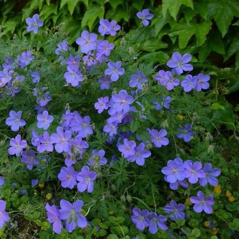 Geranium Johnson Blue, Geranium 'johnson's Blue', Blue Flower Names, Deck Bed, Blue Geranium, Flowers For The Garden, Virginia Bluebells, Beautiful Blue Flowers, Hardy Geranium