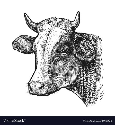 Cow Head Drawing, Drawing Of Cow, Cow Drawing, Head Drawing, Cow Face, Cartoon Cow, Drawing Heads, Engraving Illustration, Drawing Clipart