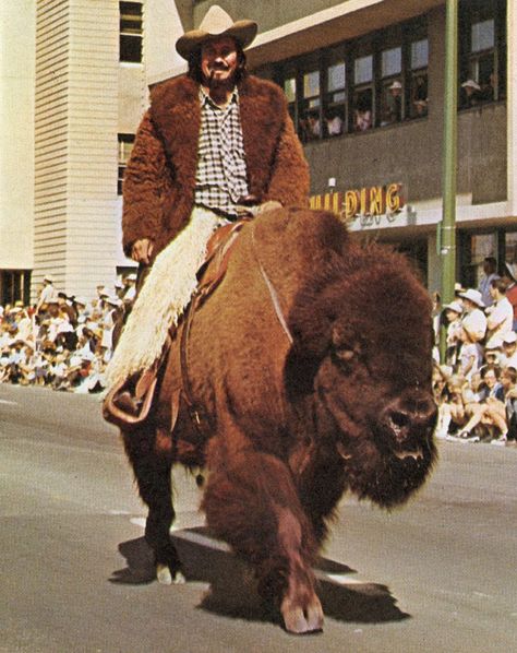 Yo dawg, I heard you like buffalo, so here's a guy on a buffalo wearing a buffalo. American Buffalo, Buffalo Bison, Happy Canada Day, American Bison, Wild Wild West, Cowboy And Cowgirl, Hell Yeah, Photo Reference, 귀여운 동물