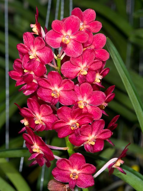 Ascocenda laksi lieng - Flickr - Photo Sharing! #flowers #orchids Red Orchids, Exotic Orchids, Orchids Garden, Orchid Care, Rare Flowers, Beautiful Orchids, Most Beautiful Flowers, Orchid Plants, Jolie Photo