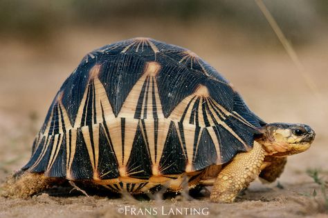 Radiated tortoise, Geochelone radiated tortise radiata, Southern Madagascar Radiated Tortoise, Frans Lanting, Land Turtles, Russian Tortoise, Tortoise Care, Tortoise Habitat, Sulcata Tortoise, Galapagos Tortoise, Habitat Destruction