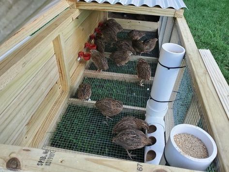 Quail Coop From Dresser, Diy Quail Nesting Boxes, Quail Tractor Diy, Quail House Ideas, Diy Quail Feeder, Quail Feeders Diy, Quail Cage Ideas, Quail Enclosure Ideas, Quail Pen Ideas