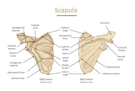 Scapula Labeled Diagram Scapula Anatomy Notes, Scapula Anatomy, Scapula Bone, Science Diagram, Sat Tips, Diagram Ideas, Axial Skeleton, Nursing Things, Science Diagrams