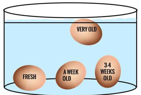 Egg Test, Coop Decor, Amazing Food Hacks, Survival Hacks, Backyard Chicken Farming, Food Info, Everyday Hacks, Food Facts, Raising Chickens