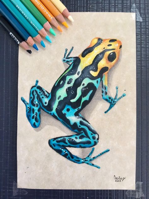 Realistic Animal Drawings, Colored Pencil Art Projects, Copic Drawings, Prismacolor Art, Color Drawing Art, Colored Pencil Artwork, Art Watch, World Of Art, Frog Art