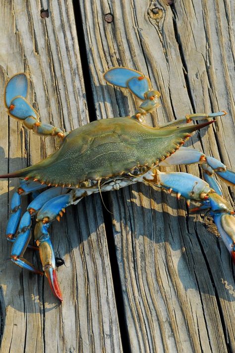 How Do Blue Crabs Eat? Blue Crabs Art, Crab Painting, Maryland Blue Crab, Farm Pond, Crab Art, Crab Print, Salt Water Fishing, Crab And Lobster, Image Film