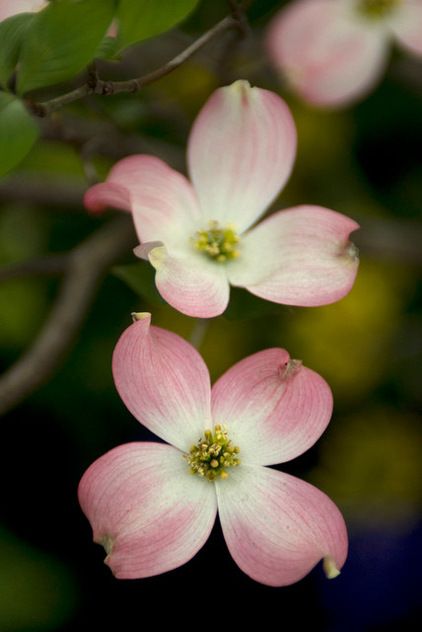 by The New York Botanical Garden Dogwood Tattoo, Dogwood Flower Tattoos, Cornus Florida, Spring Flowering Trees, Flowering Dogwood, Dogwood Blooms, Dogwood Tree, Dogwood Flower, Pink Dogwood