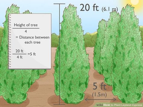 Leland Cypress Trees, Leyland Cypress Hedge, Leland Cypress, Skip Laurel, Leyland Cypress Trees, Cypress Pine, Monterey Cypress, Backyard Structures, Leyland Cypress