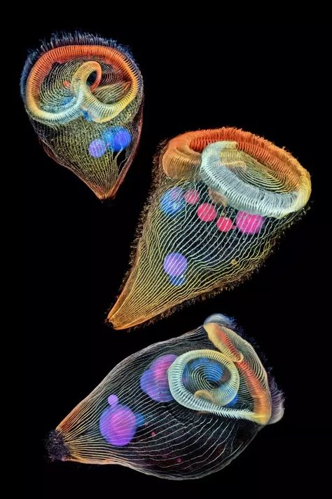 A trippy image of three stentors, a type of single-celled protozoa that lives in freshwater and feeds on algae, snagged second place. Microscope Pictures, Nikon Small World, Foto Macro, Microscopic Photography, Micro Photography, Howard Hughes, Microscopic Images, Microscopes, Things Under A Microscope