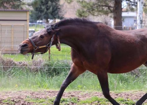 angry horse Horse Reference Photos For Artists, Aggressive Horse, Scary Horse, Angry Horse, Coffee Trucks, Mustang Horses, Horse Poses, Horse Reference, Horse Info