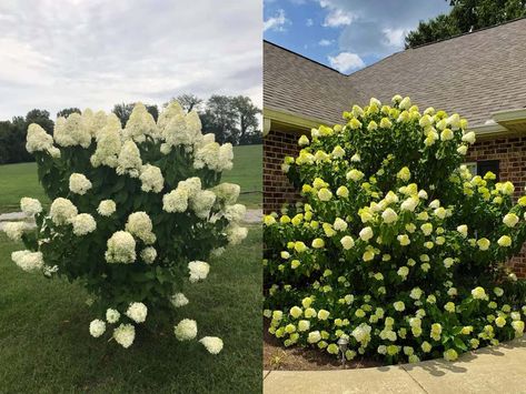 Pee Gee Hydrangea vs Limelight (Differences and Similarities) – World of Garden Plants Peegee Hydrangea Landscaping, Pee Gee Hydrangea Landscaping, Pee Gee Hydrangea Tree, Hydrangea Limelight Combination, Peegee Hydrangeas, Phantom Hydrangea, Hydrangea Shade, Pee Gee Hydrangea, Nikko Blue Hydrangea