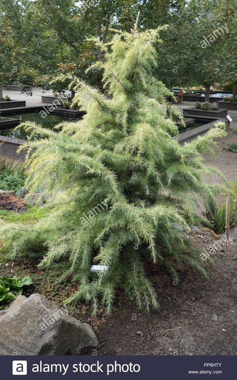 Deodar Cedar Tree, Deodar Cedar, Small Zen Garden, Silverton Oregon, Oregon Garden, Small Front Gardens, Cedar Tree, Cedar Trees, Oregon Usa