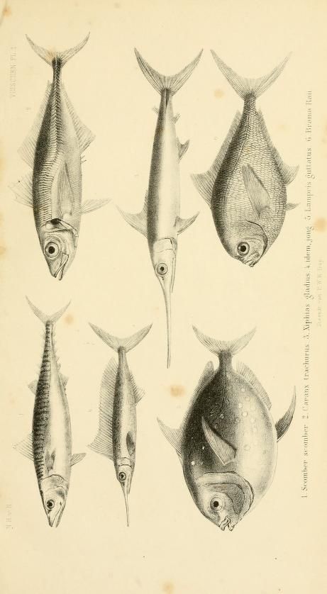 De visschen, - Biodiversity Heritage Library Scientific Illustration, Zoology, Library Books, Natural History, Beautiful World, Art History, Fish, Humanoid Sketch, History